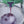 Load and play video in Gallery viewer, Estate Concord Grape
